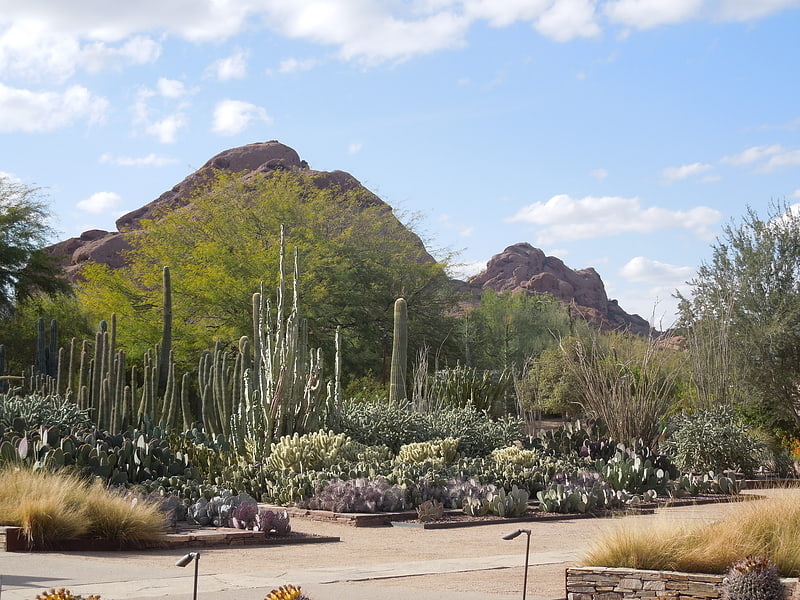 Botanical garden in Phoenix, Arizona
