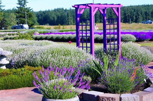 Sunshine Herb & Lavender Farm
