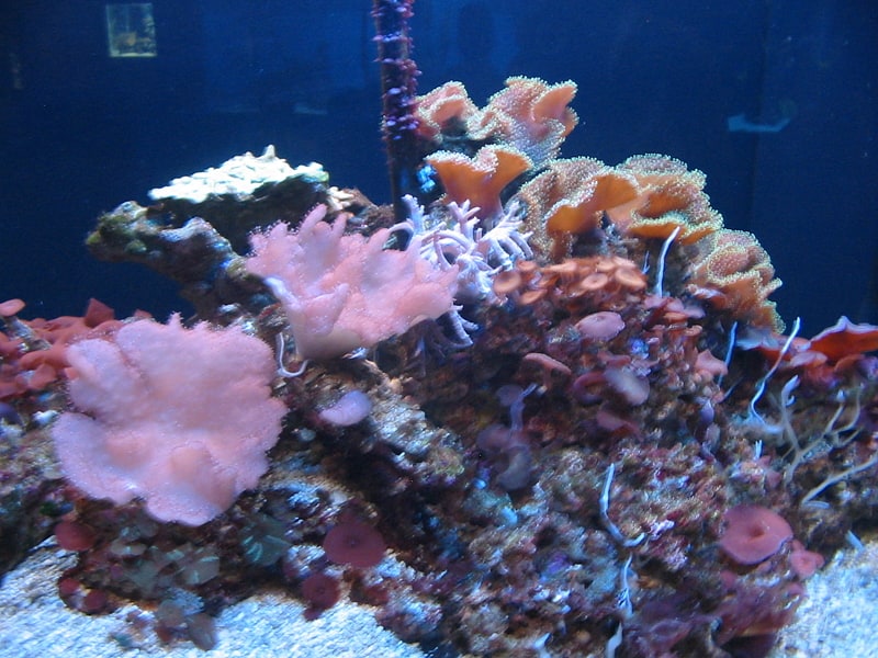 Aquarium mettant en scène des raies et des requins