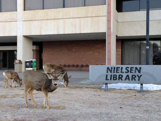 Nielsen Library - Adams State University