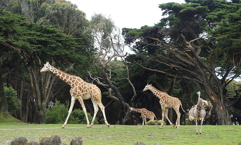 Parque zoológico en San Francisco, California