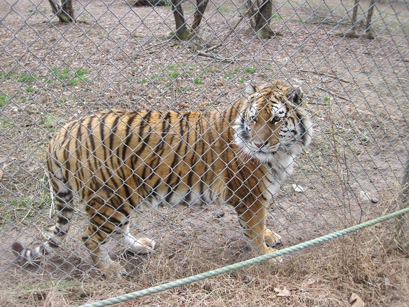 Animal sanctuary in Chatham County, North Carolina
