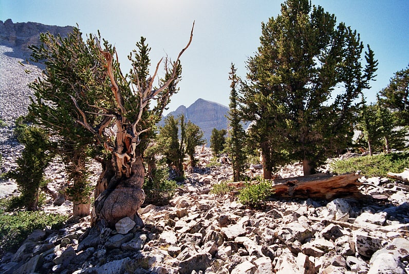 National park in White Pine County, Nevada