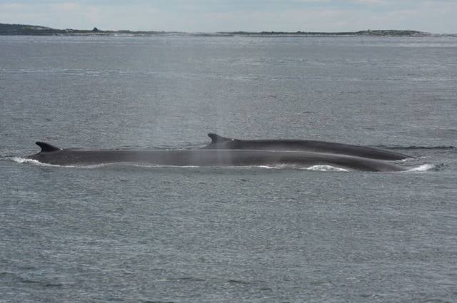 Granite State Whale Watch