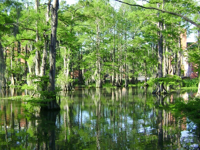 Lake in Louisiana