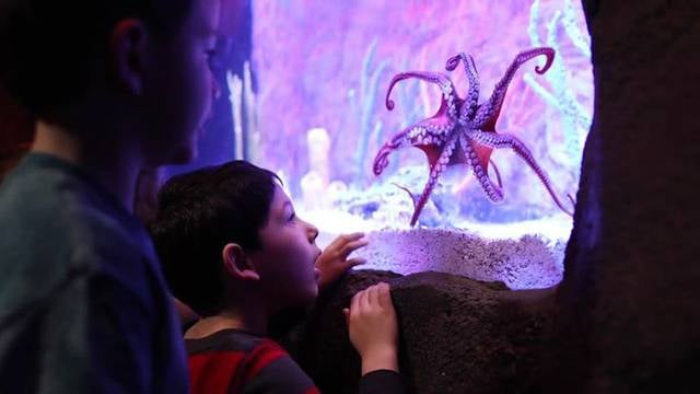 SeaQuest Interactive Aquarium Utah