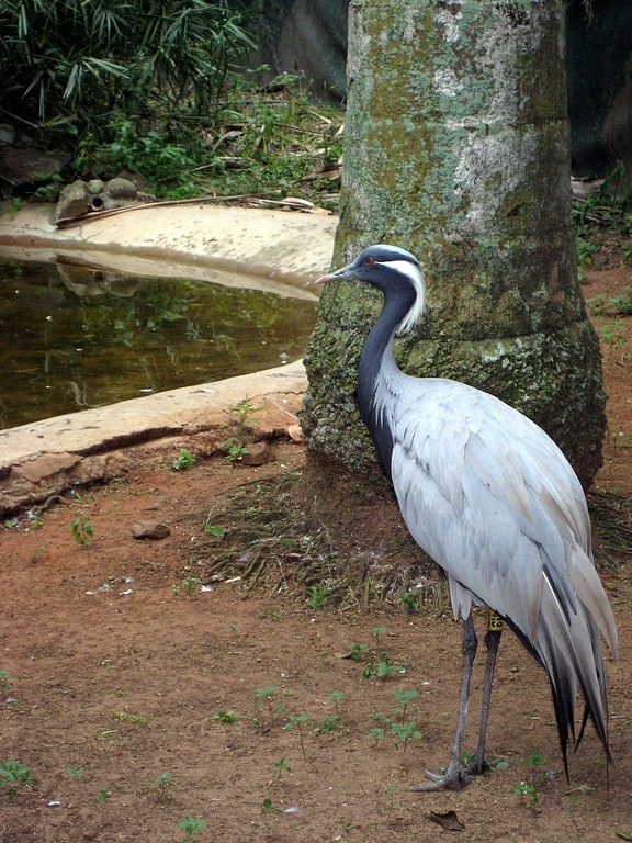 Tropisches Vogelzentrum mit exotischen Arten
